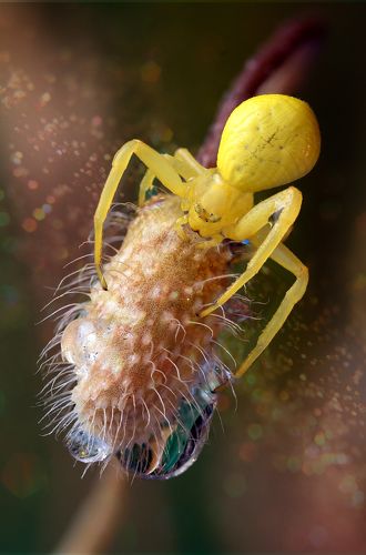Yellow Spider