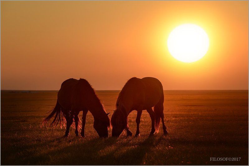 Кони и Солнце фото превью