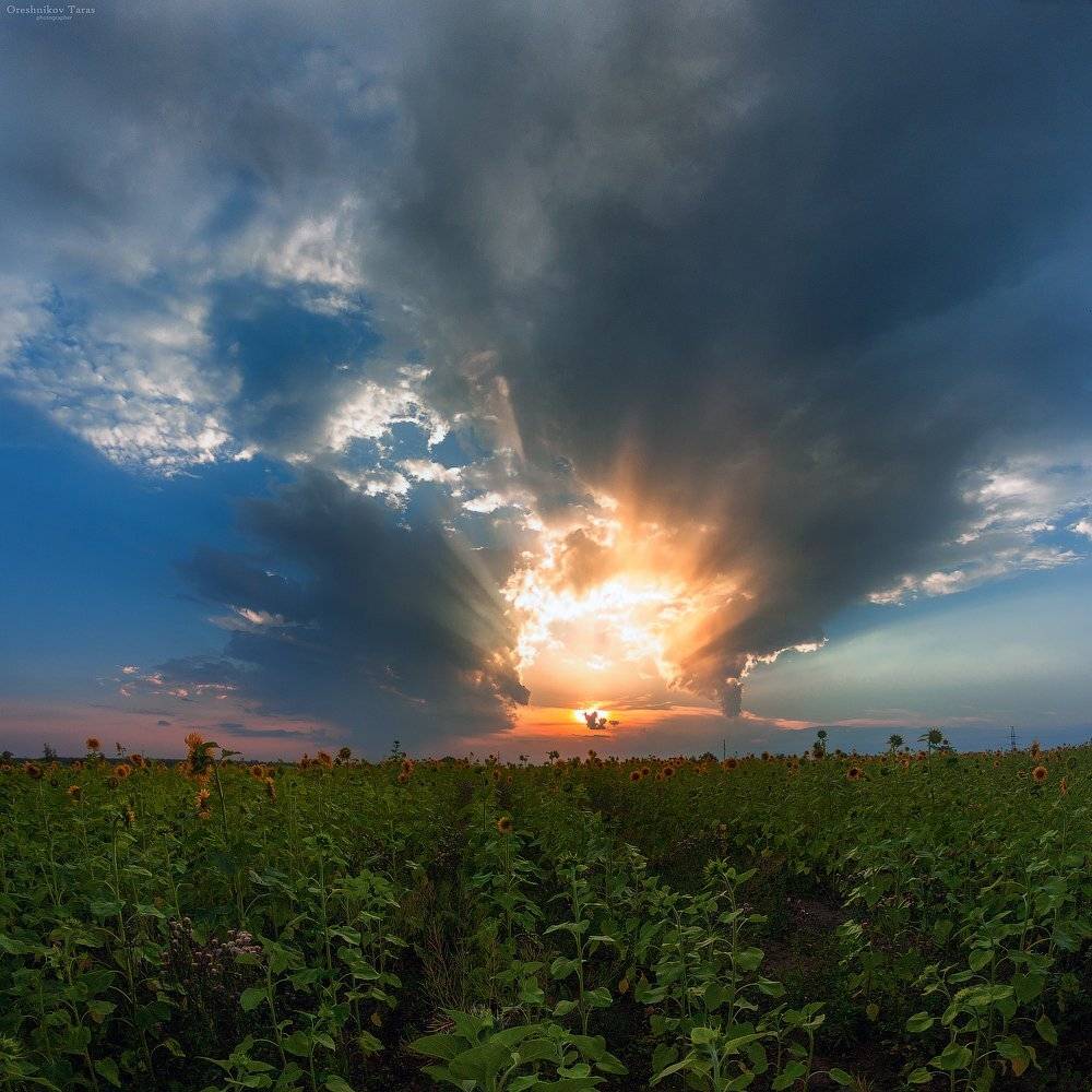 пейзаж,природа,закат,небо,поле,лето,подсолнух,солнце, Taras