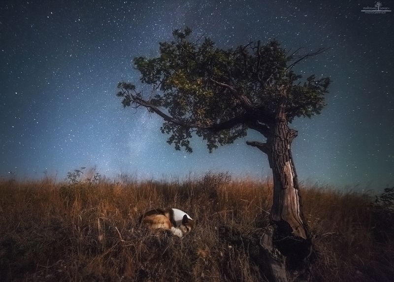 щербаковский Сказочные сны фото превью