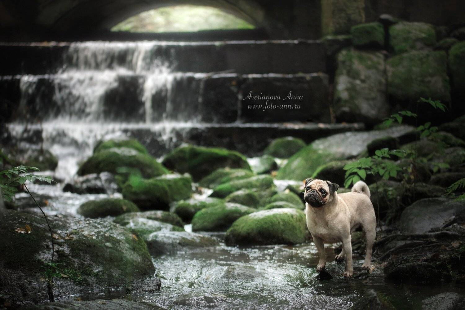 собака, природа, мопс, Анна Аверьянова