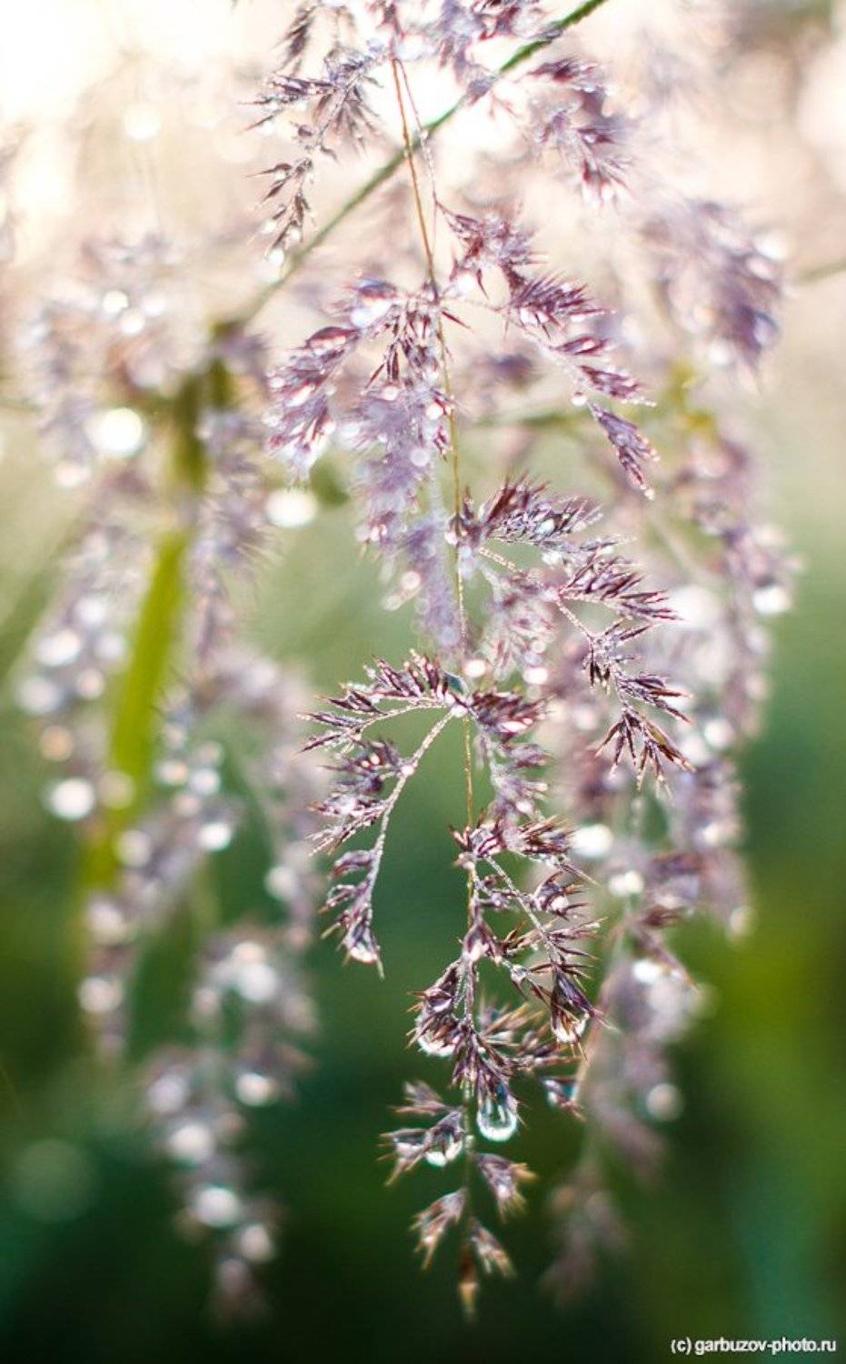 , Гарбузов Илья