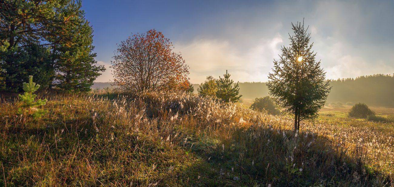 осень туман желтый утро солнце паутина паутинка, Марина Мурашова