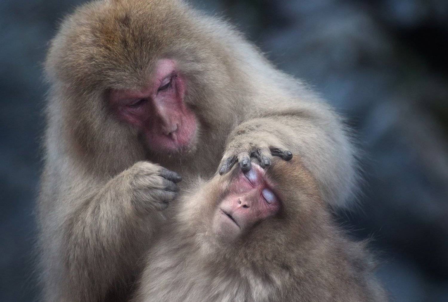 обезьны, япония, Slavado