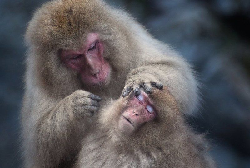 обезьны, япония Визажист за работой фото превью