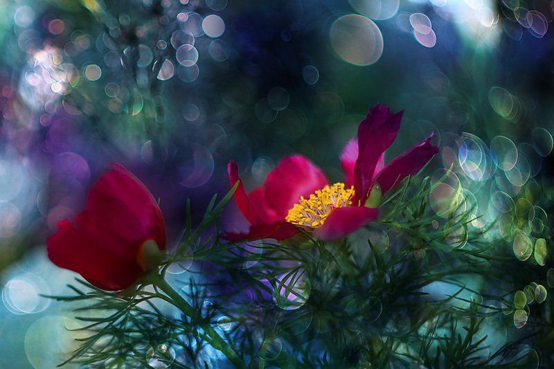 цветы, пионы, paeonia, сорта пионов, блики, макроцветы Paeonia фото превью