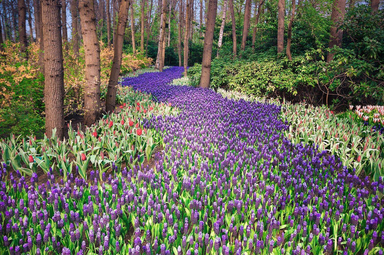 гиацинты, цветы, цветение, парк, голландия, Андрей Огнев