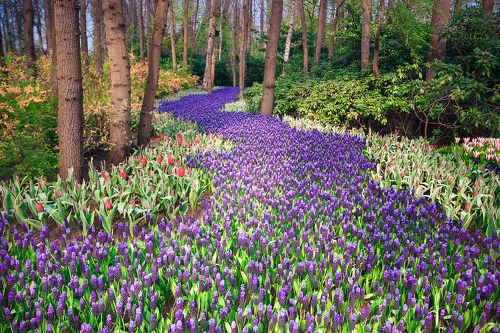 *Гиацинтовая река*