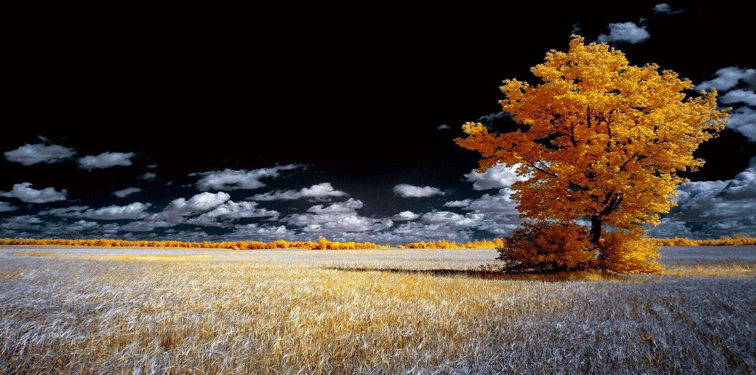 infrared,ик-фото,инфракрасное фото,инфракрасная фотография,пейзаж,природа,беларусь,лето, Sixten ( Сергей )