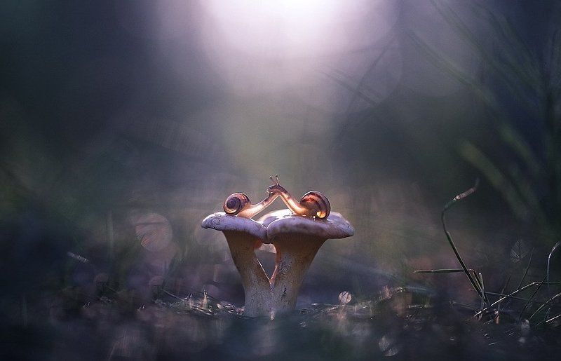 Нежность фото превью