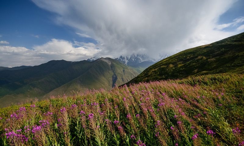 кавказ, caucasus, горы На цветущих высотах фото превью
