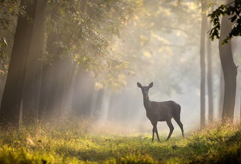 Утро фото превью