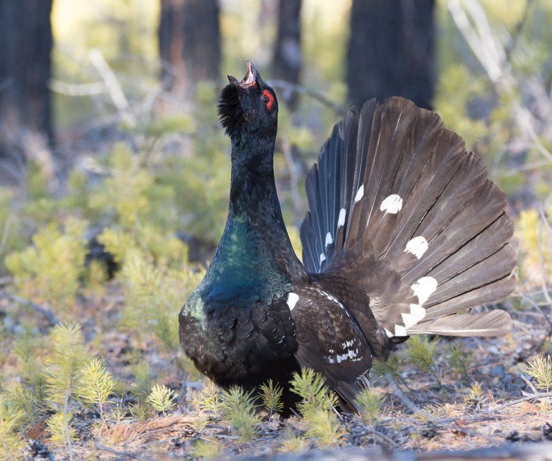 Каменный глухарь фото превью