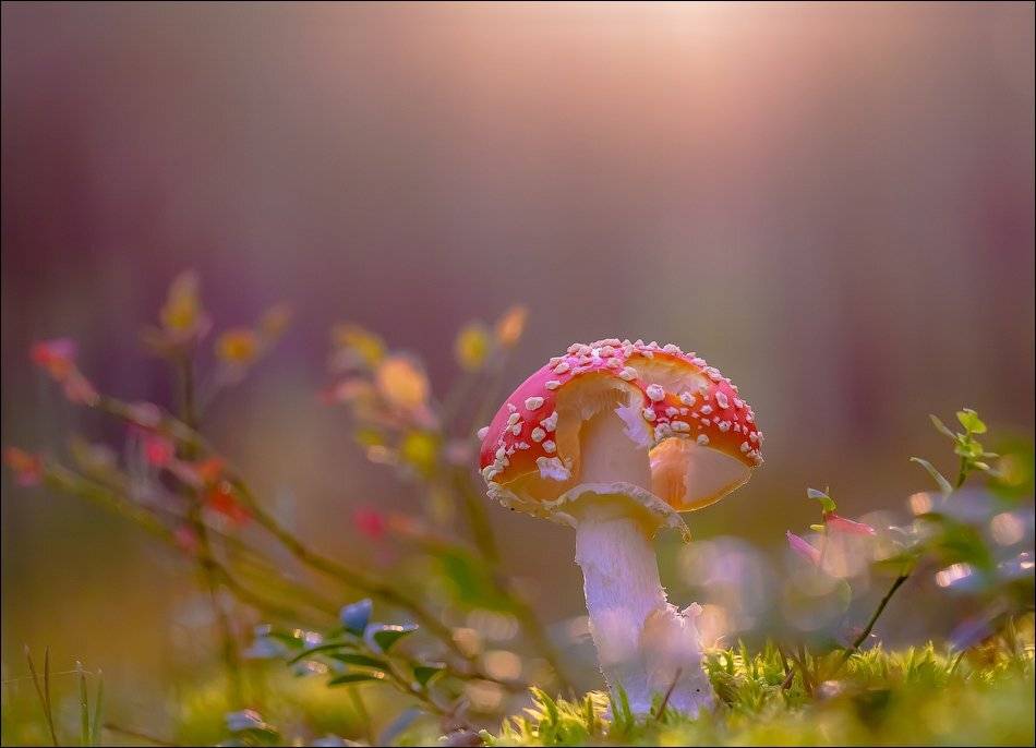 , Бурлов Андрей