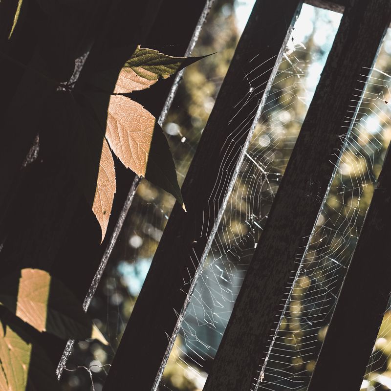 природа, осень, паутина осеннее фото превью