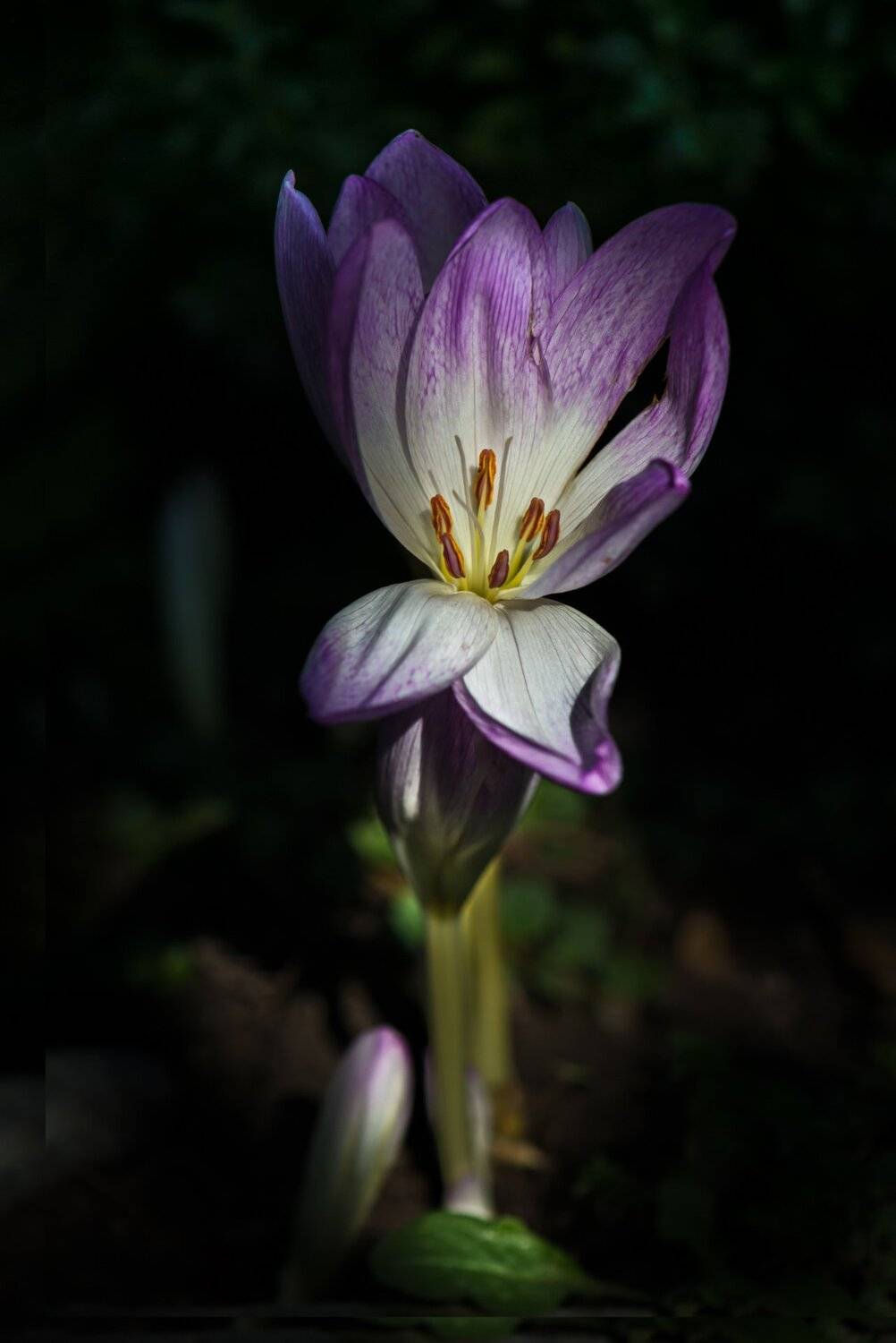 природа, макро, цветы, безвременник осенний,, Неля Рачкова
