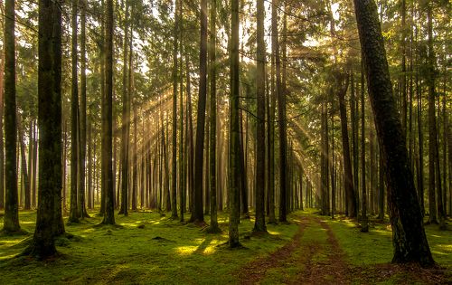 Forest silence