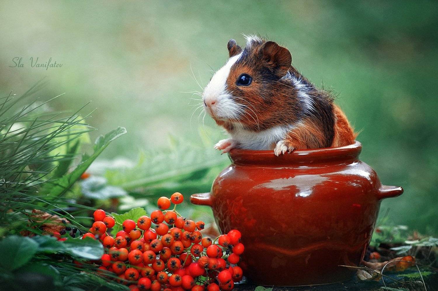 , Вячеслав Ванифатьев