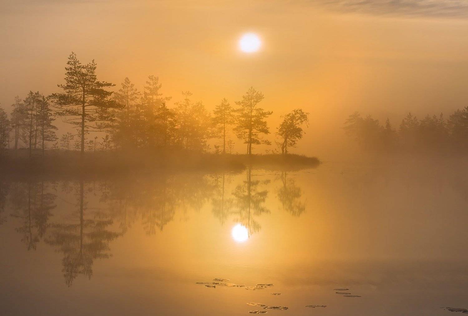 фототур, лето,  ленинградская область, деревья, сосна, остров, озеро, рассвет, туман, солнце, отражение., Лашков Фёдор