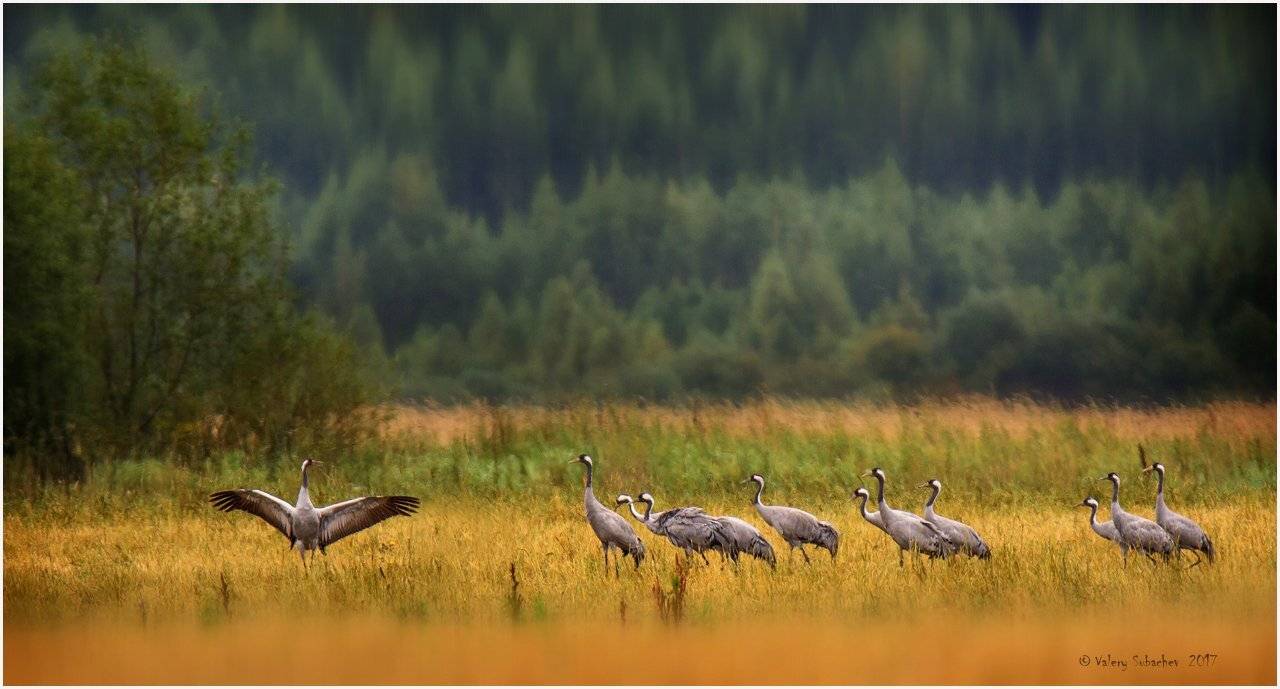 , Валерий Субачев