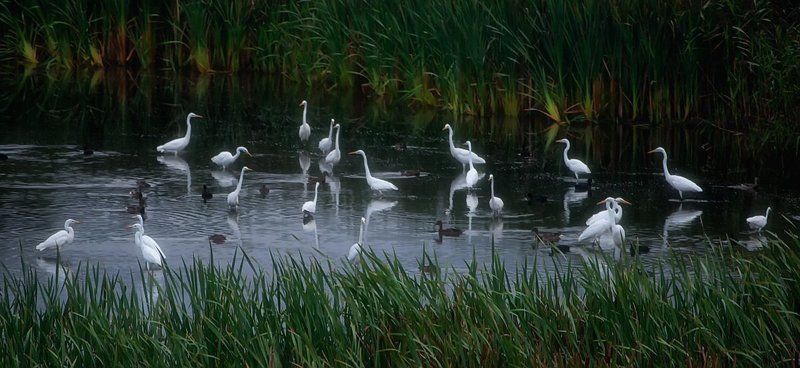 *** фото превью