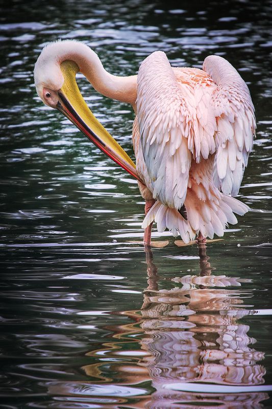 пеликан,отражение, зеркало, *Свет мой зеркальце скажи...* фото превью