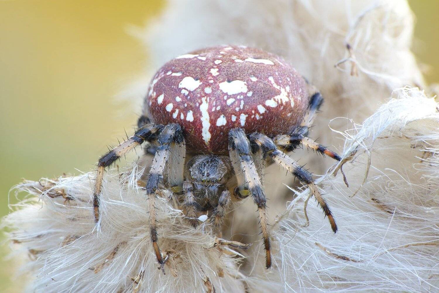 , Кузнецов Дмитрий