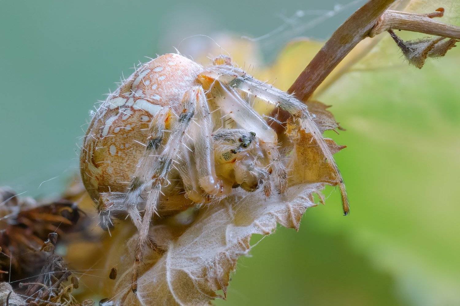 , Эльдар Гуртуев