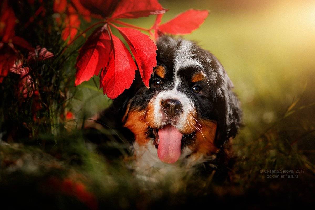 собака, щенок, бернский зенненхунд, Оксана Серова