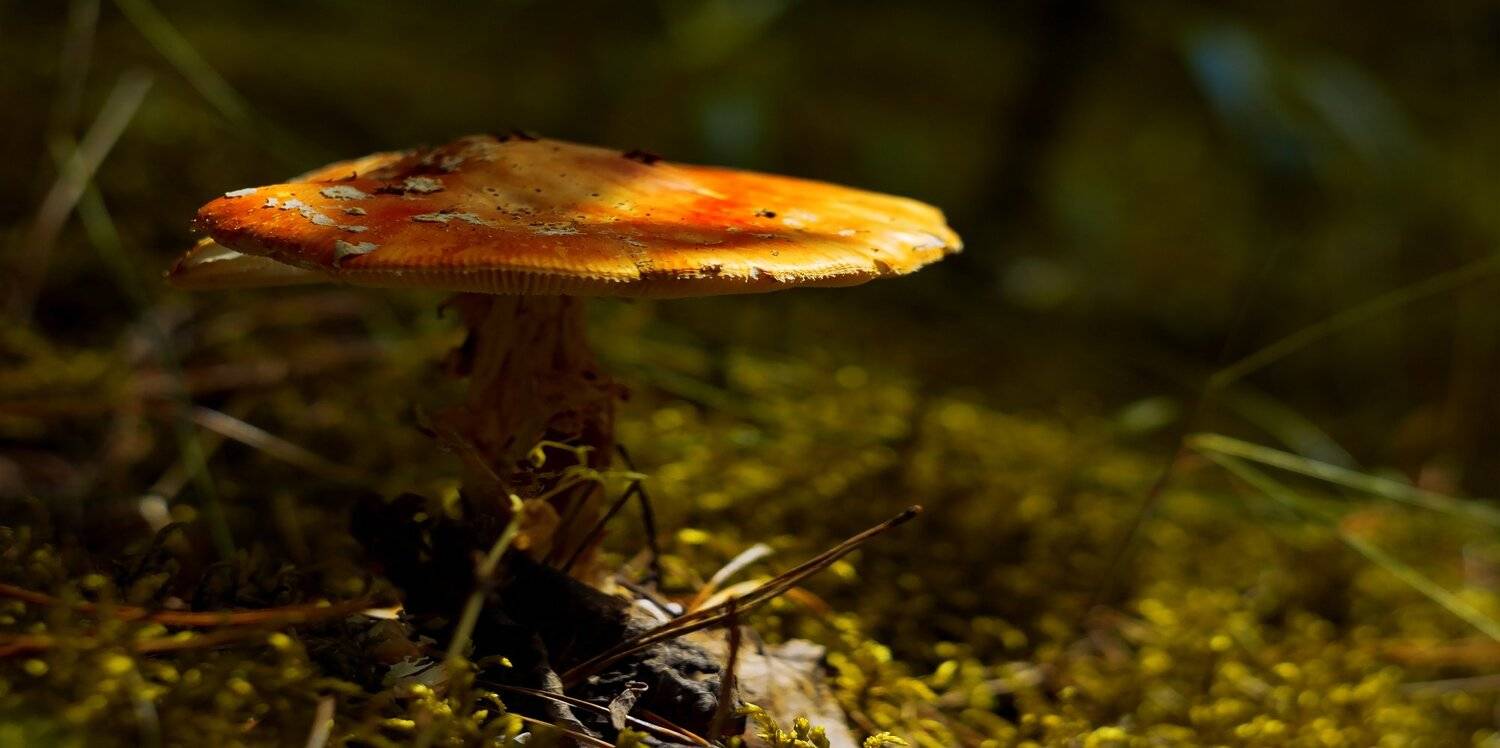 лето, природа, беларусь, лес, Sixten ( Сергей )