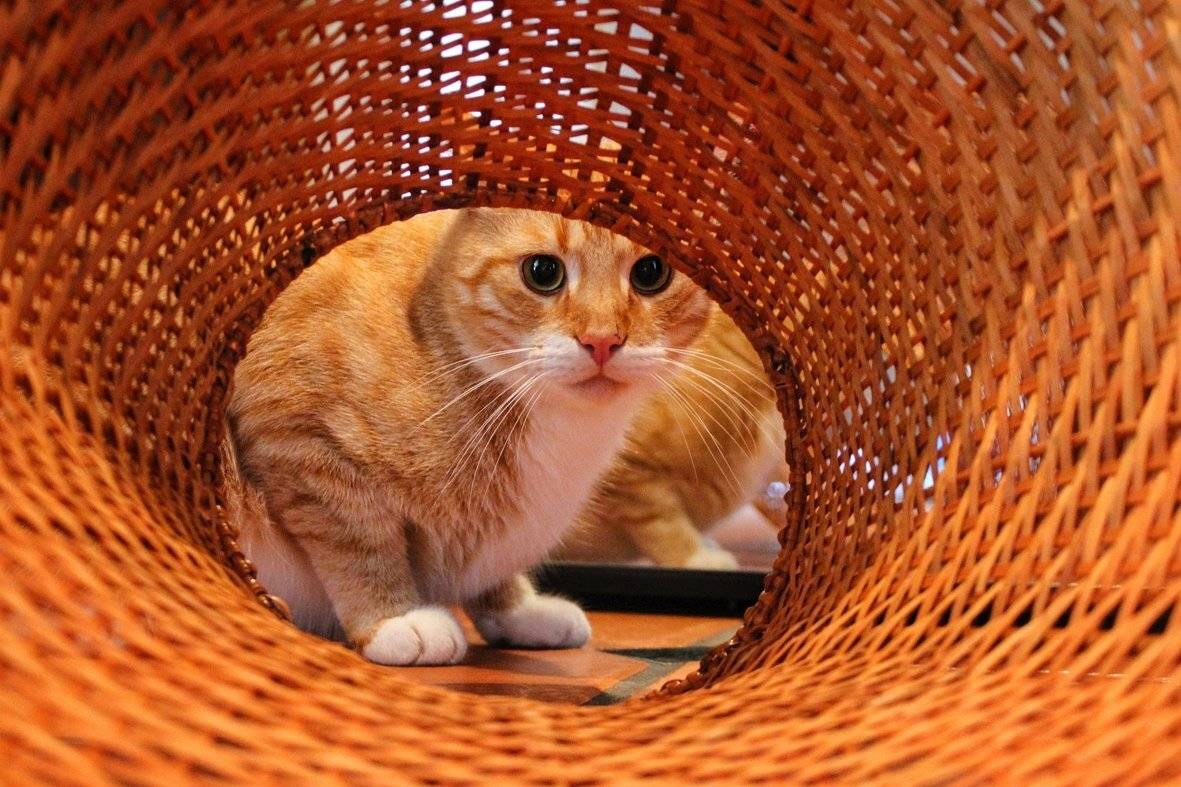 кот,рыжик,корзина, Zadorina Svetlana