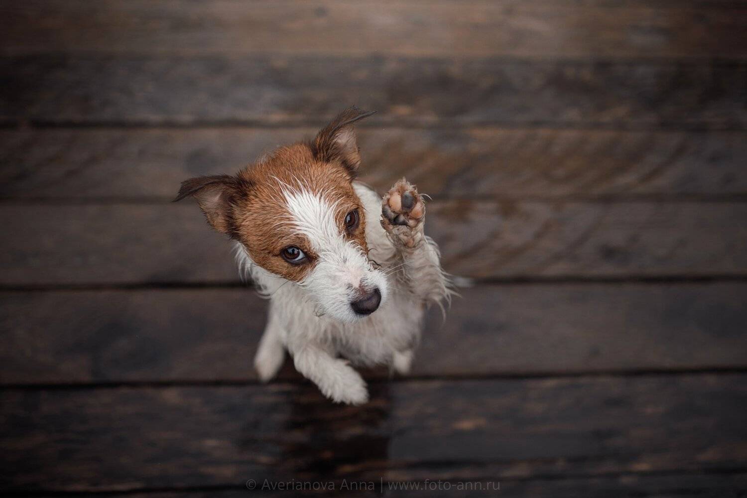 собака, Анна Аверьянова