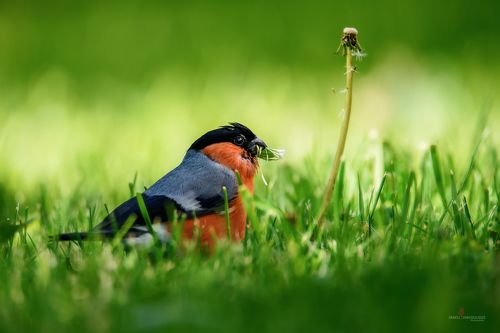 Охотник за Одуванчиками