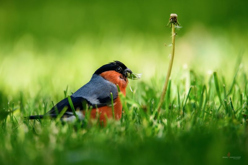 Грузия, Казбеги, Снегирь, Дикая Природа, Птица Охотник за Одуванчиками фото превью