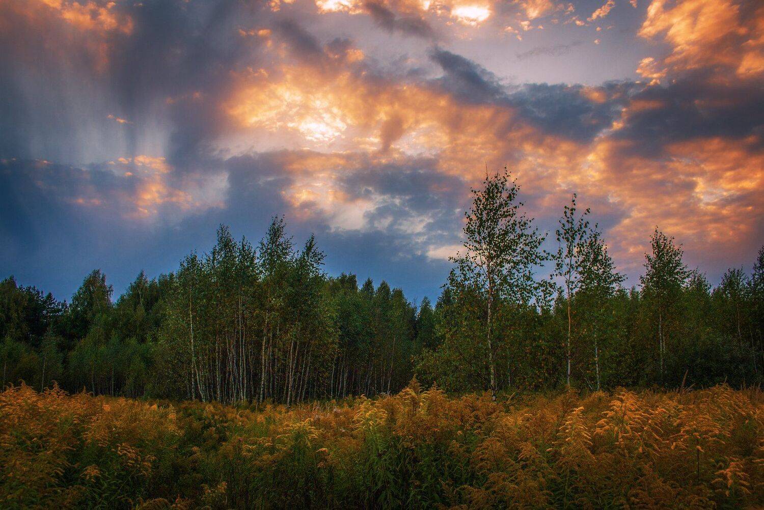вечер, закат, осень, лес, поле, березы, Екатерина