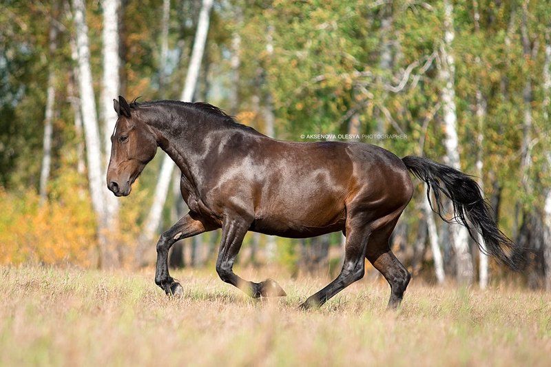 лошадь. животные. красота Красотка Валюта фото превью
