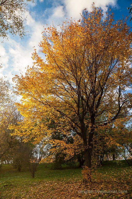 коломенское, москва, осень, золотая, небо, пейзаж Парк фото превью