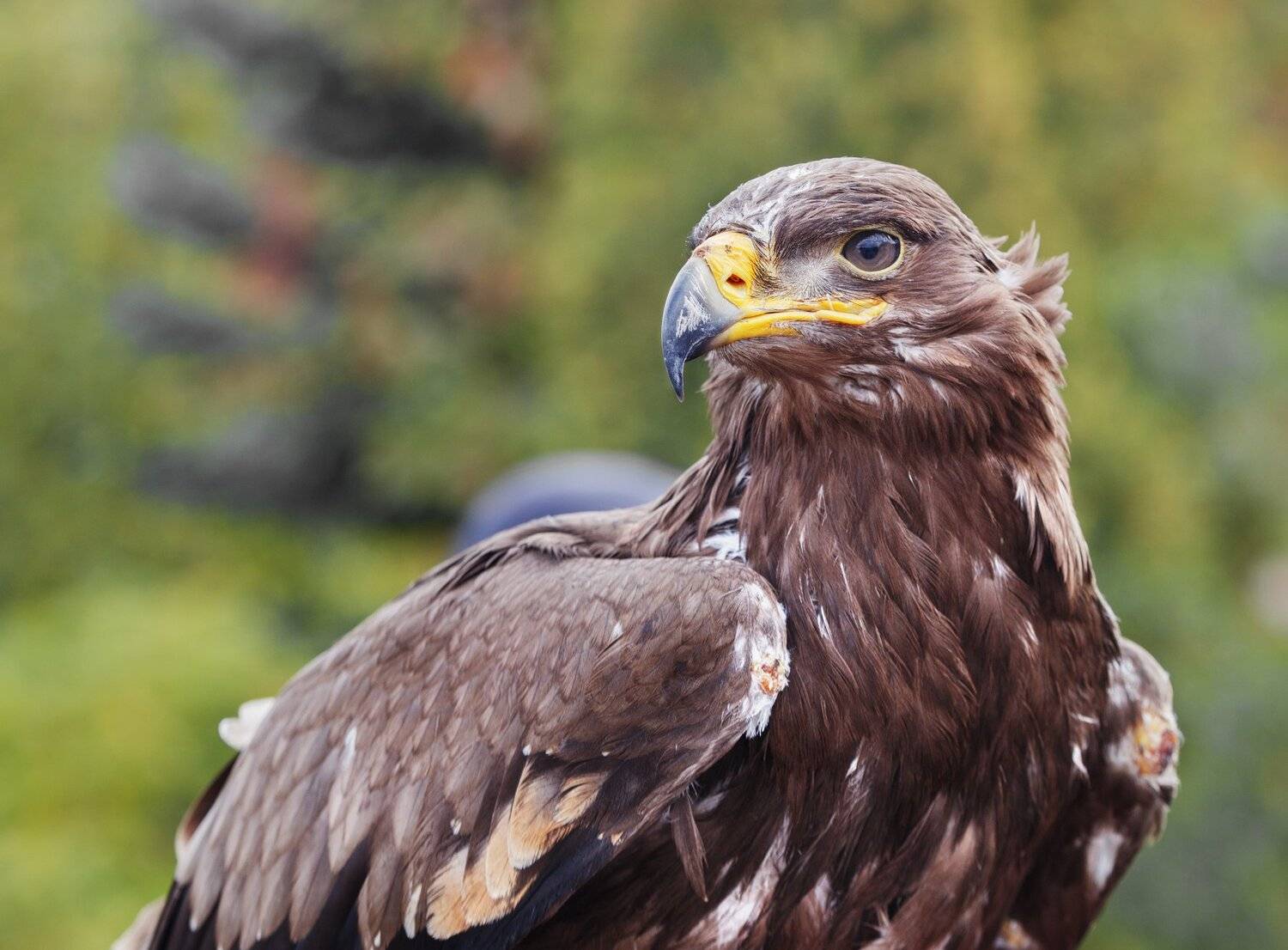 , Олег Богданов