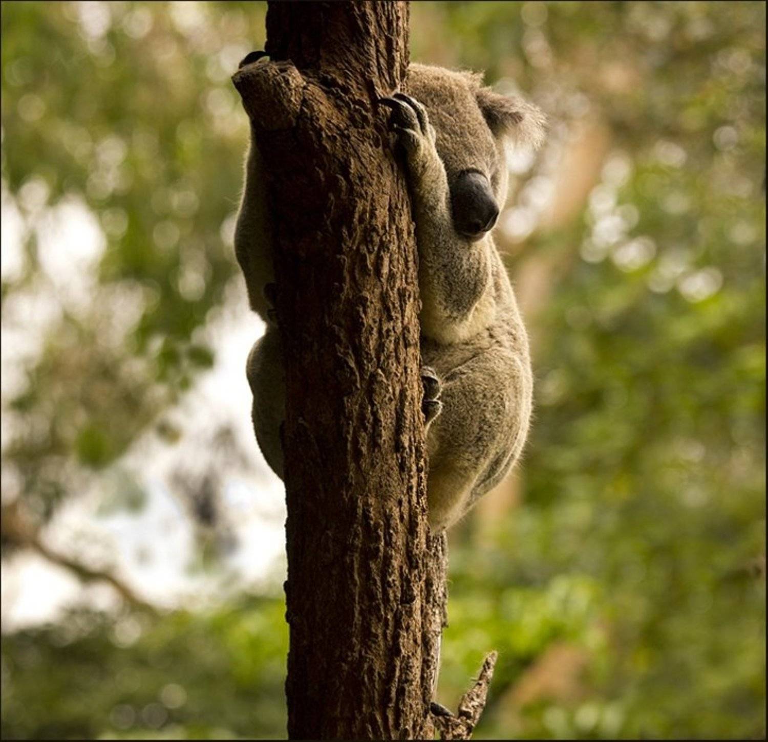 животные, природа, animal, путешествие, австралия, wildlife, nature, Вера