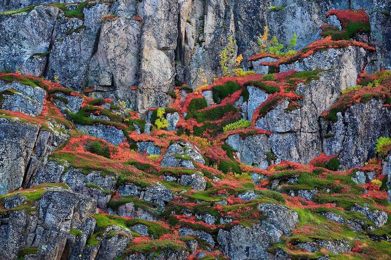 фактура,  краска, осенняя тундра, Териберка, Кольский полуостров, скалы, растения фактуры и краски осенней тундры фото превью
