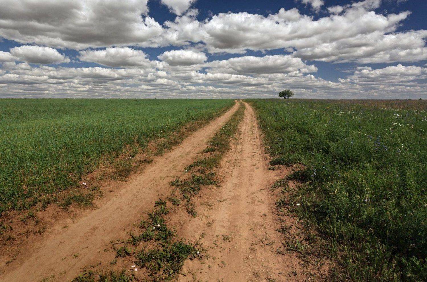 Поле трава колея зелень дерево облака лето, Георгий Машковцев