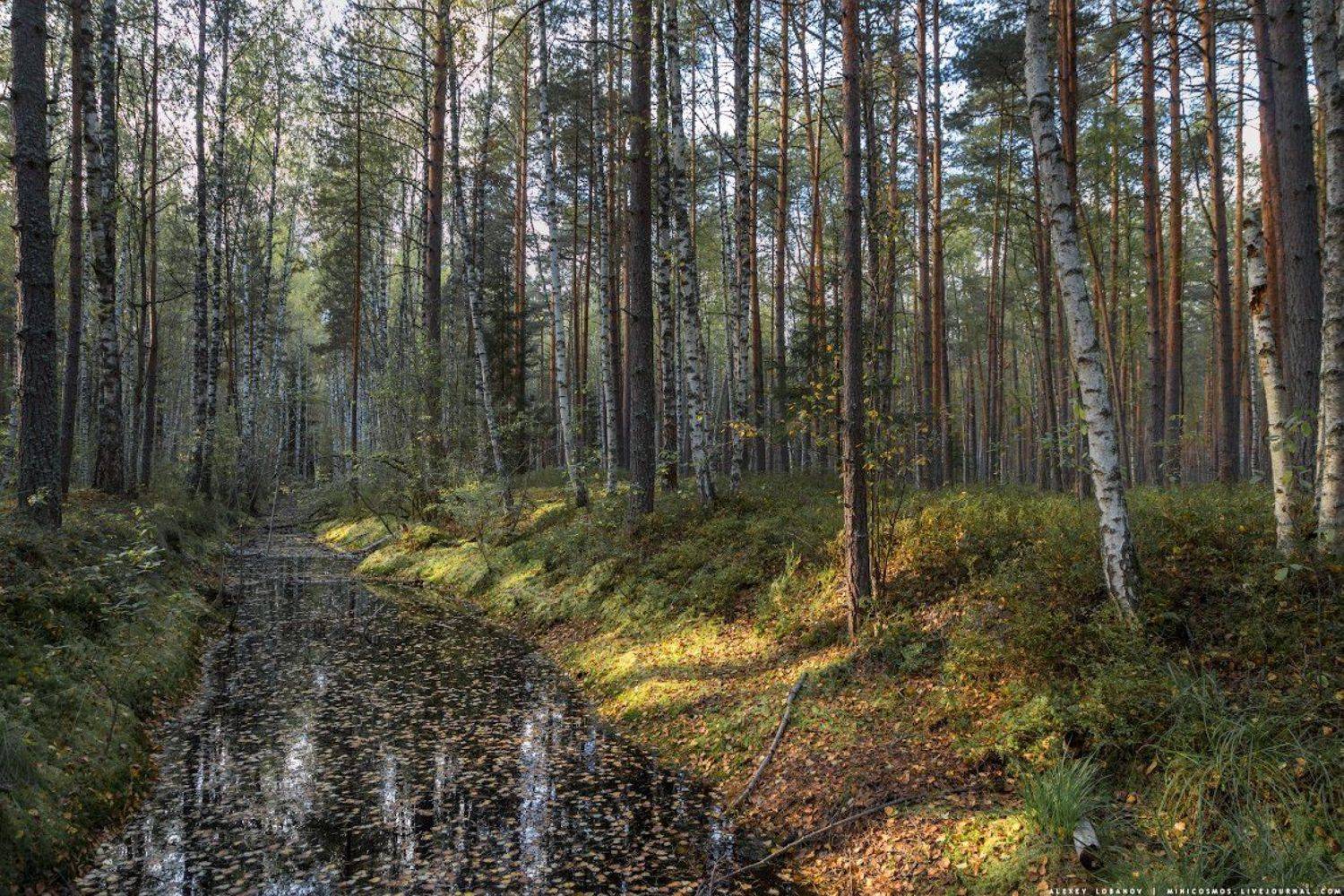 , Алексей Лобанов