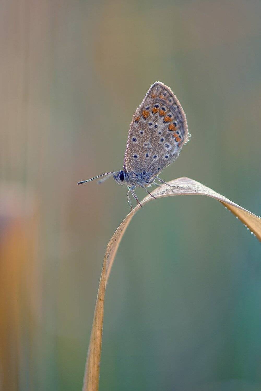 , Кузнецов Дмитрий