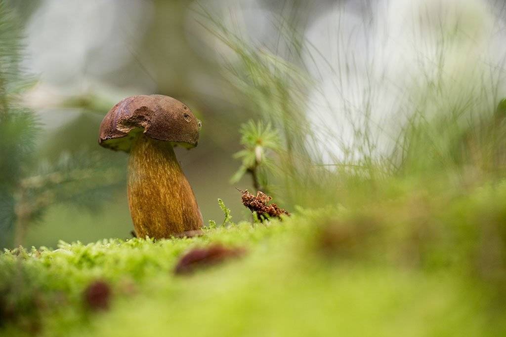 гриб,  осень, заросли, листья, ветви, дерево, мох, деревья, растения, природа, осень, фон, зеленый, коричневый, красиво, листва, облачно., Виктор