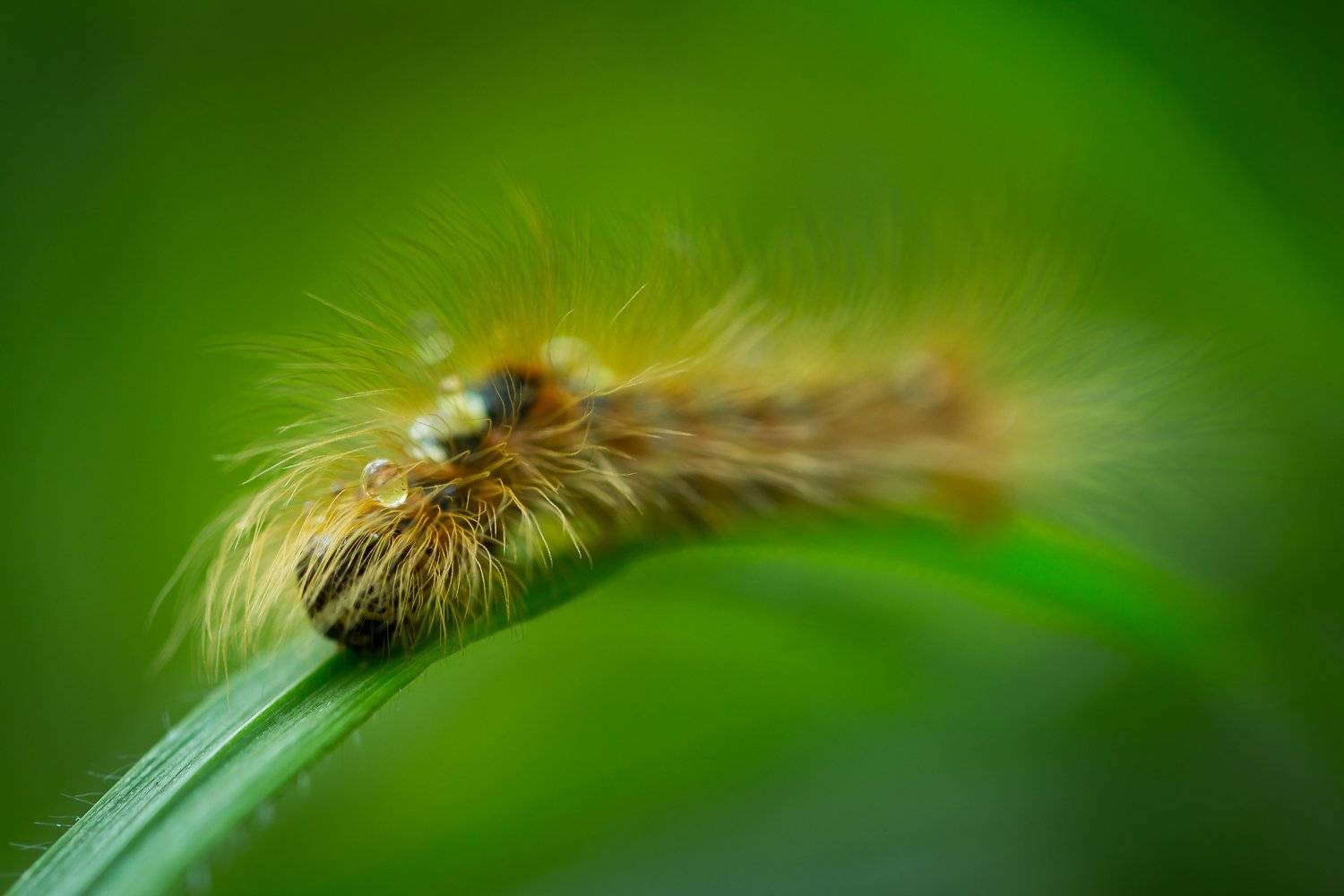 , Татьяна Гасс