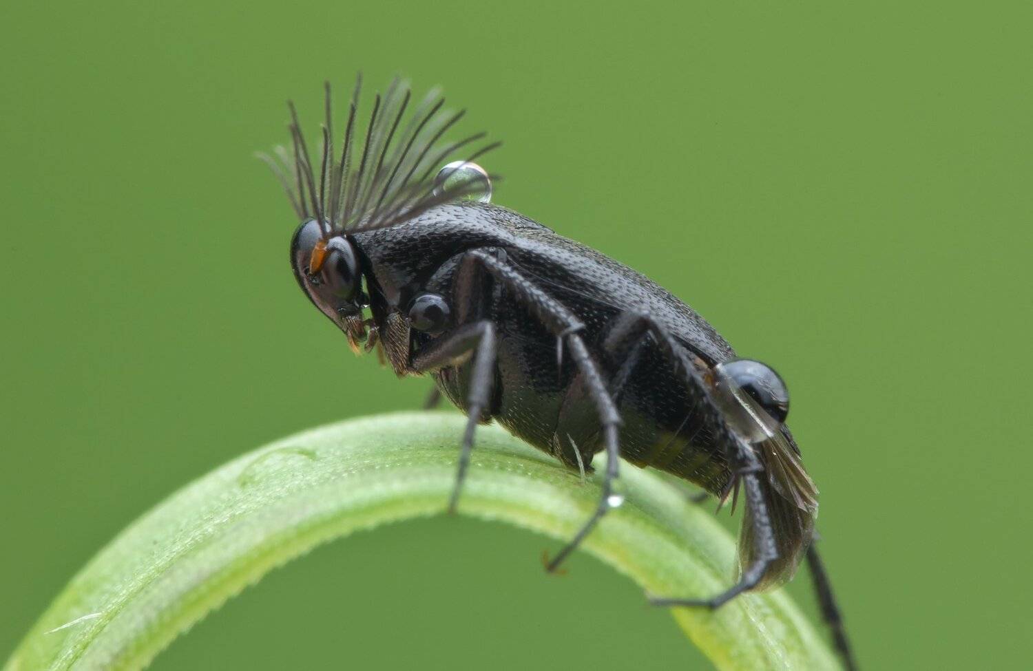 #macro#insect#colors, Choo How Lim