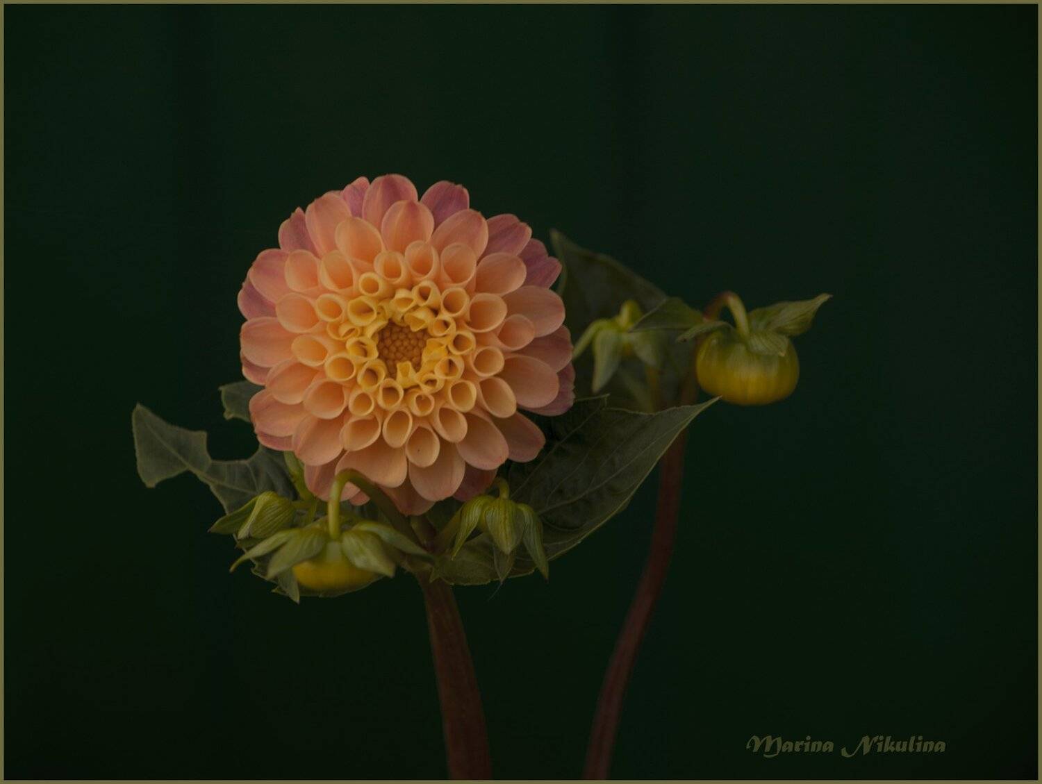 , Марина Никулина