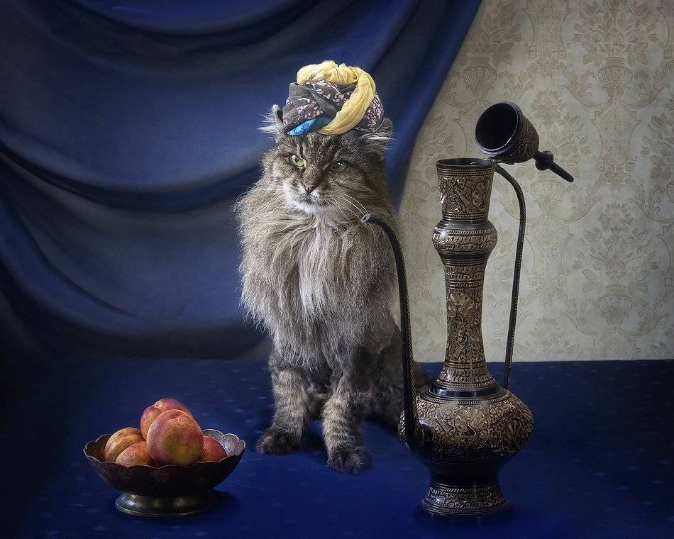 фото животных, художественное фото, кот Мейсон, чалма, кувшин, ваза фруктов, Ирина Приходько