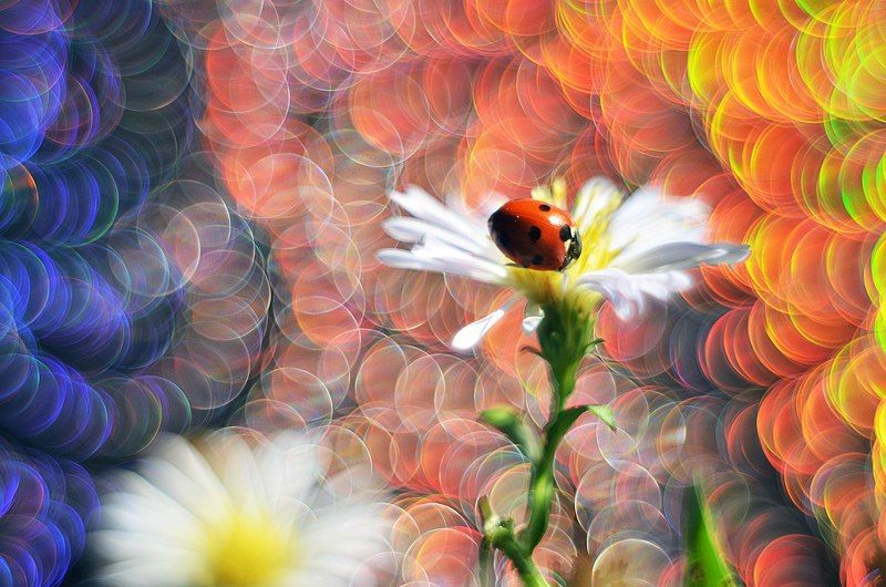 Яркая жизнь фото превью