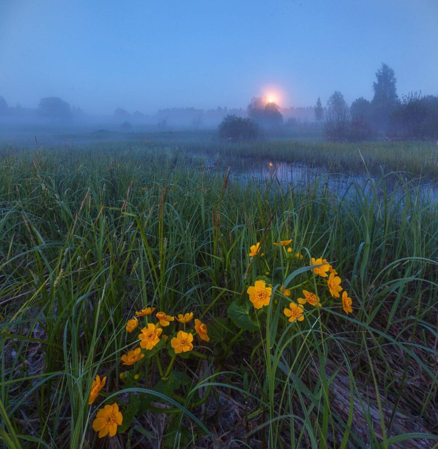 ленинградская область, ленобласть, болото, калужница, цветы, луна, ночь, лето, Арсений Кашкаров